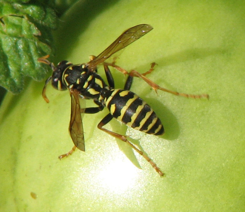 Polistes sp. (Vespidae)